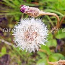 Image result for Gerbera piloselloides