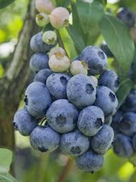 Goji Berry Orange Turuncu Kurt Uzumu Fidani 40 60 Cm 5 Yas Saksida Fidan Satisi Fide Satisi Internetten Fidan Siparisi Bodu 2020 Yaban Mersini Bitki Meyve