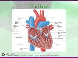 Copyright C 2010 Delmar Cengage Learning All Rights Reserved Chapter 8 Cardiovascular System Diseases And Disorders Ppt Download