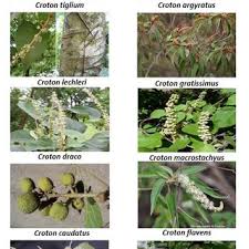 Image result for Croton dichogamus