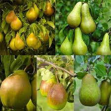 So for example an apple tree with pink lady, granny smith and fuji all on the same tree (which coincidentally, is one of the trees we have for sale this year). Pear Tree Multi Variety Fruit Tree Pear 5 Varieties On One Tree Garden Plants