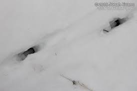 Some excel in certain terrains while they may not be the. Identifying Animal Tracks In Snow 5 Common Backyard Species Naturetracking