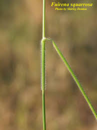 Image result for Fuirena microcarpa