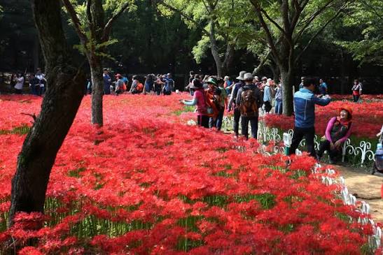 영광불갑산상사화축제