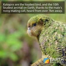 Check spelling or type a new query. 11 Top 10 Loudest Animals Ideas Animals Earth Science Earth