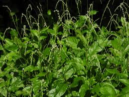 Image result for Petiveria alliacea