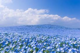 🌼🌼 à tous une très belle semaine et on espère ensoleillée !! Au Japon 5 Millions De Fleurs Bleues Offrent Un Paysage Feerique Paris Secret