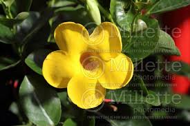 Image result for dipladenie žlutá obrázek