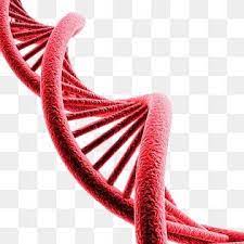3d Dna Helix Sequence Element Dna Dna Helix Helical Dna Png Transparent Clipart Image And Psd File For Free Download Dna Helix Geometric Pattern Background Clip Art