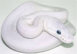 Rare Ball Pythons Ball Python Morphs Pythons For Sale Baby Ball Python