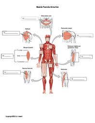 Muscles have the ability to contract actively to provide the force for movement. Muscle Fascicle Arrangements Quiz Worksheet By Everything Science And Beyond