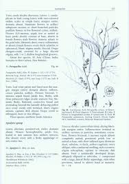 Image result for Metteniusaceae