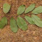 Image result for Aneulophus africanus