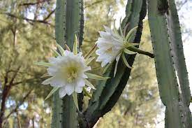 Check spelling or type a new query. 10 Different Night Blooming Cereus
