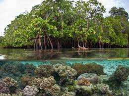 Proposal penelitian pengaruh penggunaan gadget terhadap kesehatan pemakai disusun oleh : Pemanfaatan Hutan Mangrove Untuk Pengembangan Desa Pesisir Berdesa