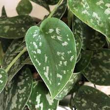 Just like peperomia, they are easy to grow and maintain. Satin Pothos Vs Philodendron Silver Care Fieldnotes By Studioplants