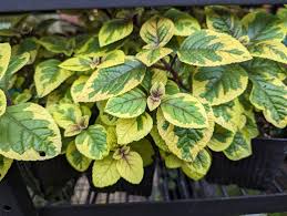 Image result for Plectranthus mandalensis