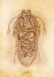 Hier findest du alles zu physiologie, innere medizin, anatomie, orthopädie und vieles mehr! Anatomische Zeichnung Innere Organe Medizinische Illustration Anatomie Zeichnung Zeichnung