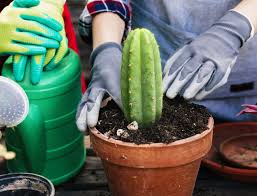 It has been used for more although mescaline is prohibited, the san pedro cactus is legal and is sold in garden centres, greenhouses and hemp stores. The Ultimate Basic Guide To San Pedro De Medicines