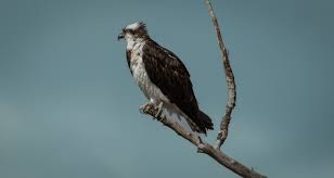 KECI - Iris the osprey returns to Missoula Hellgate Canyon