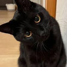 images?q=tbn:ANd9GcRgiMZT0RLWhLNjLkWLVKXlkeFRu1PFIQxAtg&s