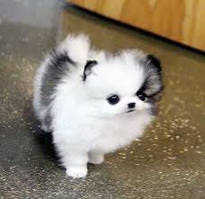 The teacup pomeranian has increased in popularity and we provide you all the information you need to find the right breeder and puppy to add to your family. Micro Teacup Pomeranian Puppies Pomeranian Puppy Teacup Cute Dogs Pomeranian Puppy