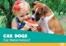 Watermelon is safe for dogs to eat in moderation, as long as the rind and seeds aren't eaten, says tina wismer, dvm, ms, dabvt, dabt, and senior director at the aspca animal poison control center. Can Dogs Eat Watermelon Good Or Bad Treat For Your Puppy