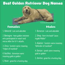 These beautiful and loyal dogs will be an amazing asset to any family. 400 Memorable Golden Retriever Names To Celebrate Your New Dog