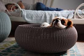 This means you also know the type of dog bed that would best meet his needs. Keter By Curver Knit Cozy Resin Plastic Pet Bed Cat Bed Dog Bed Wit Hotsaleitem