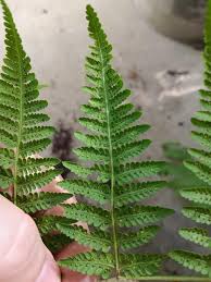 Image result for Macrothelypteris