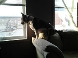 Bull Terrier I Spy With My Little Eye Quincy Mignon