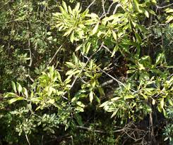 Image result for Scolopia zeyheri