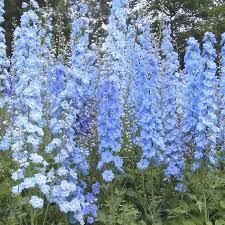 Plantes Vivaces Delphinium Summer Skies Pacific Giant Group Pied D Alouette Vivace En Vente Pepiniere Le Delphinium Flowers Perennial Plants Delphinium