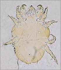 Image result for what do Cheyletiella look like in dog fur