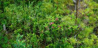 Image result for Clutia angustifolia