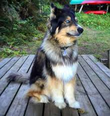 The bernese mountain dog was first recognized by the american kennel club as part of the working group in 1937. Bernese Mountain Dog Husky Mix Smart And Independent Bernese Love