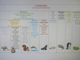 animal mobile animal classification science curriculum