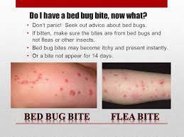 Bed Bug Eradication Mike Devaney Coo Rabbittransit April 8 Th Ppt Download Below are images of bed bug bites. bed bug eradication mike devaney coo