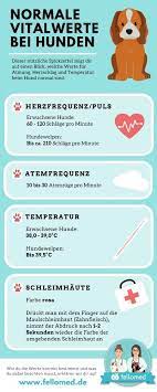 Mein hund hat angst vor unwettern: Pin Auf Hund Gesundheit