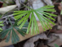 Image result for Actiniopteris semiflabellata