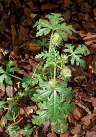 Image result for Hibiscus tridactylites