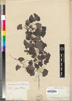 Image result for Cissampelos torulosa