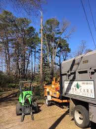 Owner of company, joe, very involved in overseeing and very knowledgeable about individual trees. Arbor Care