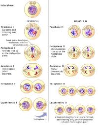 Google Image Result For Https 29lifescience Wikispaces Com File View Meiosisalternate Gif 59819444 Meiosisalternate Gif Biology Lessons Study Biology Biology