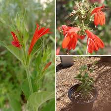 Image result for Justicia scandens