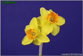 Pin On Narcissus