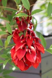 Image result for Erythrina humeana