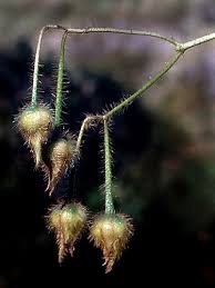 Image result for Merremia aegyptia