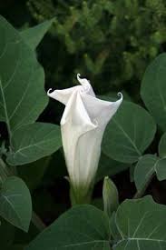 The great news about many flowers that bloom at night is that they are extremely fragrant. Pin On White Flowers