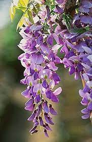 Contact Us Purple Wisteria Different Kinds Of Flowers Wisteria